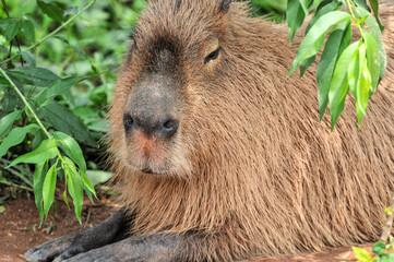 The captive pufferfish，capybara  feed in a pen was photographed at the Changsha Ecological Zoo in...