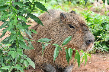 Fototapeta premium The captive pufferfish，capybara feed in a pen was photographed at the Changsha Ecological Zoo in China.