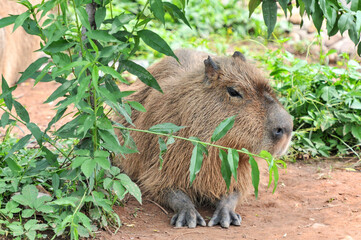 The captive pufferfish，capybara  feed in a pen was photographed at the Changsha Ecological Zoo in...