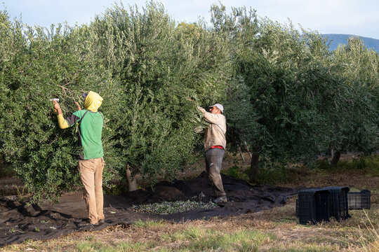 Olive harvesters in autumn, in Argentina. - Powered by Adobe