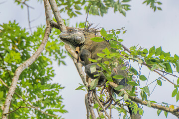 Iguane accroché sur une branche