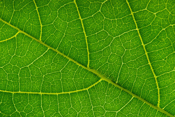 green leaf texture closeup macro