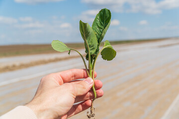 Farmer in a field holding young sprout of green cabbage in his hands. Growing cabbage. Concept of farming and planting