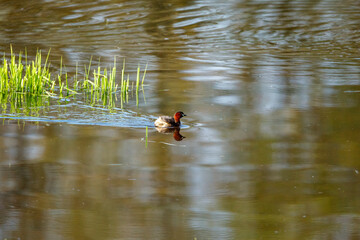 A Little Grebe in the swamps
