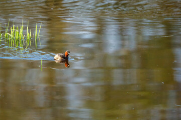 A Little Grebe in the swamps
