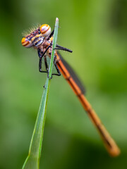 dragonfly on a leaf