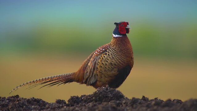 one male pheasant courting on a mound in the morning