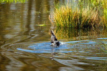Coots are fighting in the water