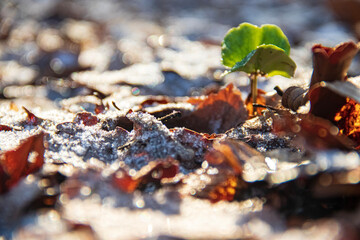 autumn leaves on the ground with the start of new life