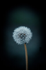 Obraz premium dandelion head