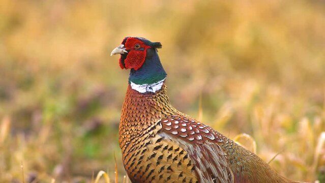 one male pheasant courting in a meadow in the morning