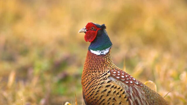 one male pheasant courting in a meadow in the morning