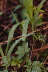 closeup of rain on the grass