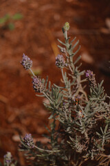 lavender plant