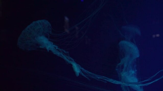 Fuorescent jellyfish swimming underwater aquarium pool. The Japanese sea nettle chrysaora pacifica in aquarium with blue neon light. Theriology, tourism, diving, undersea life.
