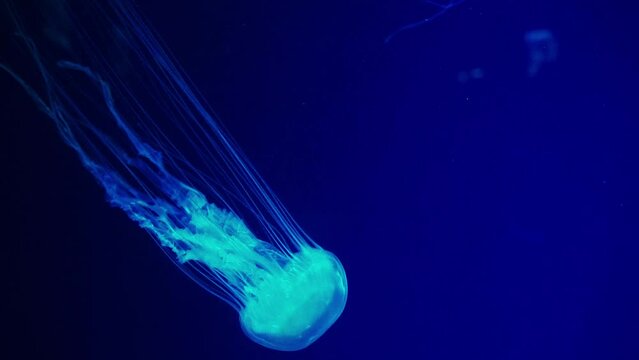 Fuorescent jellyfish swimming underwater aquarium pool. The Japanese sea nettle chrysaora pacifica in aquarium with blue neon light. Theriology, tourism, diving, undersea life.