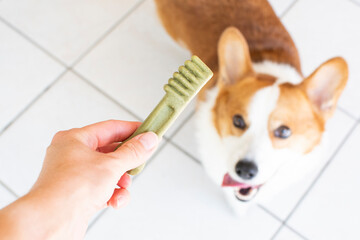 Dog dental care concept. Dental treats for dogs. Dog products