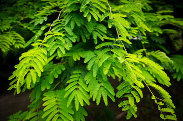 Colorful leaves or red leaf of sensitive plant in nature forest Mimosa invisa - sleepy plant. Mimosa pudica (Sensitive Plant) background. mimosa pudica sensitive plant. for use background, wallpaper