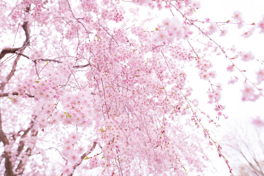 Pink Japanese Cherry Blossom Tree in Bloom