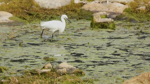 A pretty, slender white egret or egretta garzetta moves its legs through the mud to scare the fish and crayfish for fishing in a marsh
