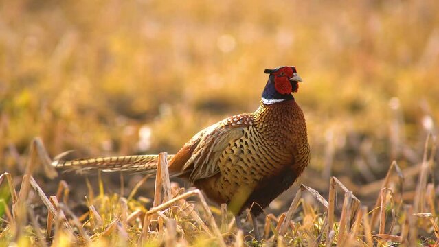 one male pheasant courting in a meadow in the morning
