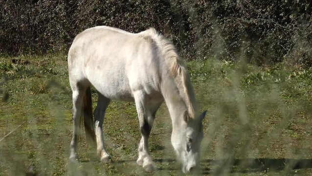 A pretty white haired horse eating grass in a meadow, image shot through out of focus tall grasses. Beautiful horse on the lawn