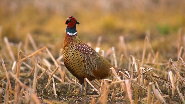 one male pheasant courting in a meadow in the morning