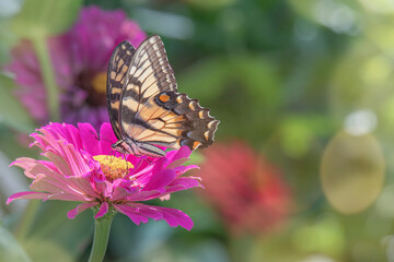 Fototapeta na wymiar Monarch butterfly draws nectar from a bright pink zinnia flower