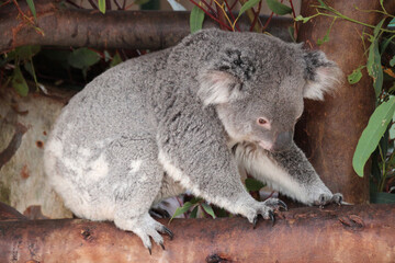 koala in a zoo in australia