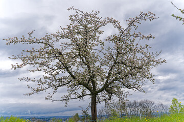 Scenic view of blooming apple tree at City of Zürich on a rainy spring day. Photo taken April 28th, 2023, Zurich, Switzerland.