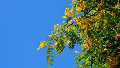Photo sur Aluminium les îles Canaries Peltophorum africanum or African yellow flamboyant, weeping wattle tree branch with yellow flowers on a blue sky background.It is native to Africa south of the equator.Selective focus.