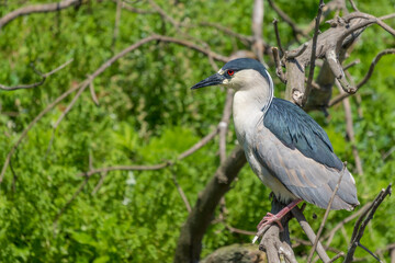 Naklejka premium Black-Crowned Night Heron