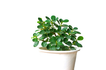 Green ornamental plants in white pots on white background