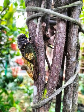 Cicada Insect, Cicada Macro, Cicada sitting on a branch in its natural habitat, side view.