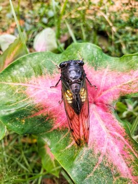 Cicada Insect, Cicada Macro, Cicada perched on a leaf in its natural habitat