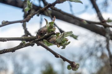 The first leaves on the apple tree in the garden. Juice on leaves.