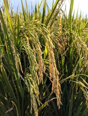 Close Up Rice Field, Selective focus. Close Up Paddy in Indonesia