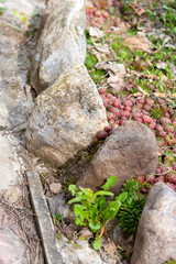 Close-up of rough cobblestones as an ornament around a flower bed.
