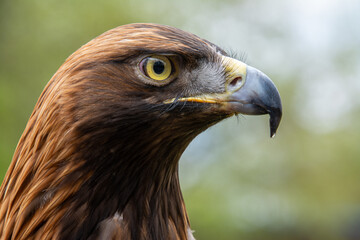 Portrait von einem kasachischen Steppenadler