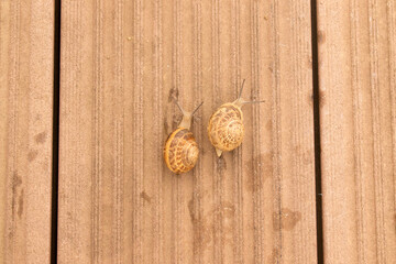 Two little snails racing, on a wooden table.