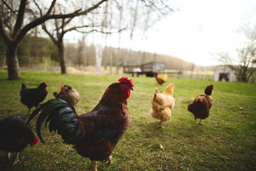 Chickens on a small farm in the country. Small scale poultry farming in Ontario, Canada.