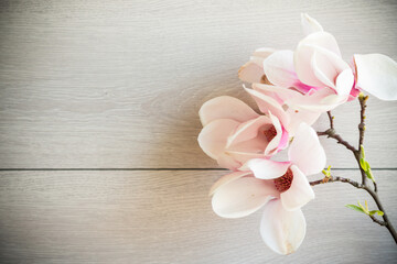 Branch with blooming pink Magnolia flowers on wooden background © Peredniankina
