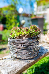 Basket with succulents on a wooden table in the garden