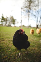 Chickens on a small farm in the country. Small scale poultry farming in Ontario, Canada.