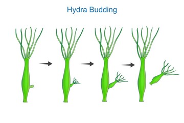Science of Hydra Budding.Asexual reproduction of Hydra.Educational material for lesson of zoology. botany illustration. - obrazy, fototapety, plakaty