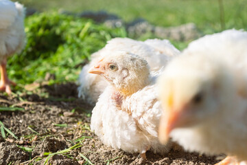 Little yellow chickens sitting under the sun bathing, with green grass on the background. Represents fowl animals and breeding of chickens.