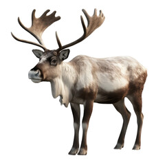 Naklejka na ściany i meble brown reindeer isolated on white