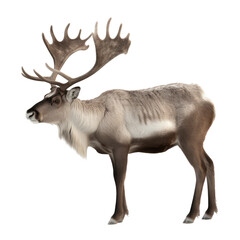 brown reindeer isolated on white