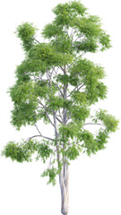 Side view of Eucalyptus Globulus Tree © Matheus