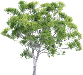 Obraz premium Side view of Eucalyptus Globulus Tree